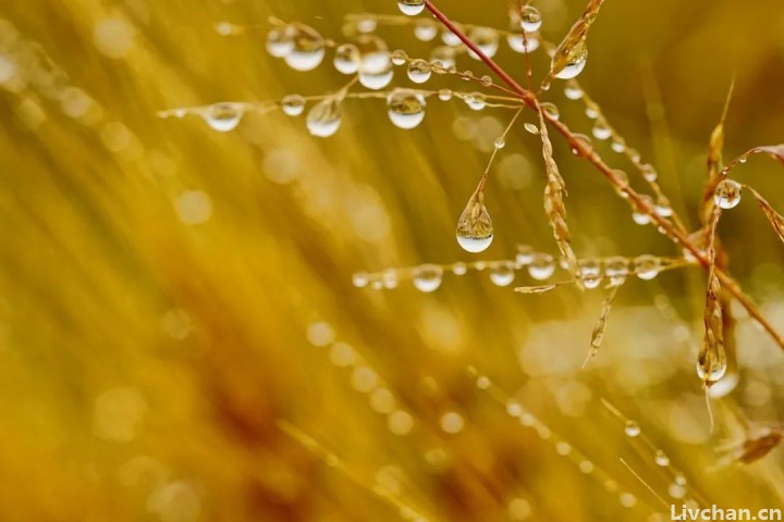 读完这些诗, 你会明白秋雨为什么这么美