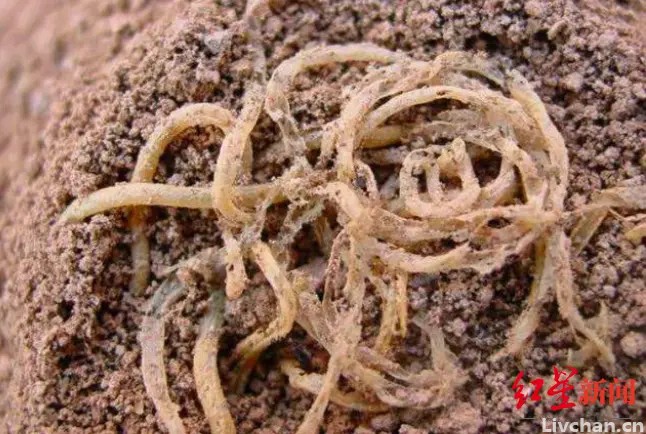 千年前的月饼、饺子、鸡蛋……从“考古食物”看饮食中国