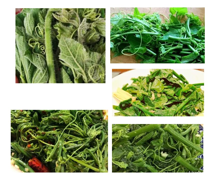 建议老人：多吃丝瓜络！强心通络强免疫