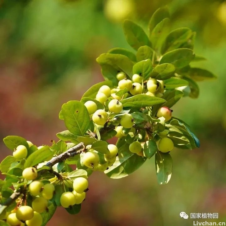 生命的高境界 生命的高境界