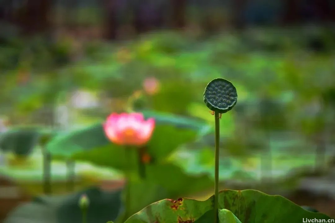 10首秋日五言诗, 赏一抹秋韵, 染一缕相思