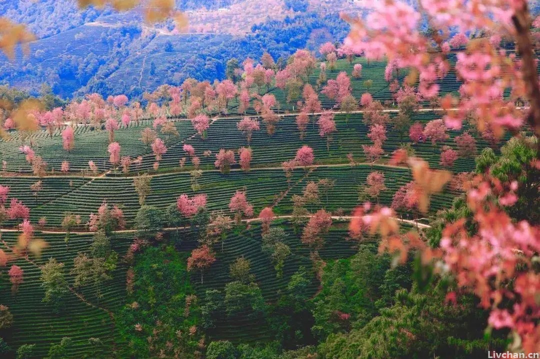 真正的成熟，是天真