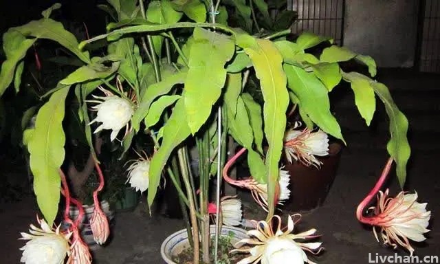怎么给昙花换盆？