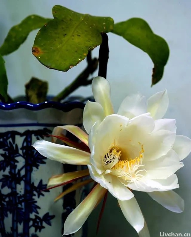 怎么给昙花换盆？