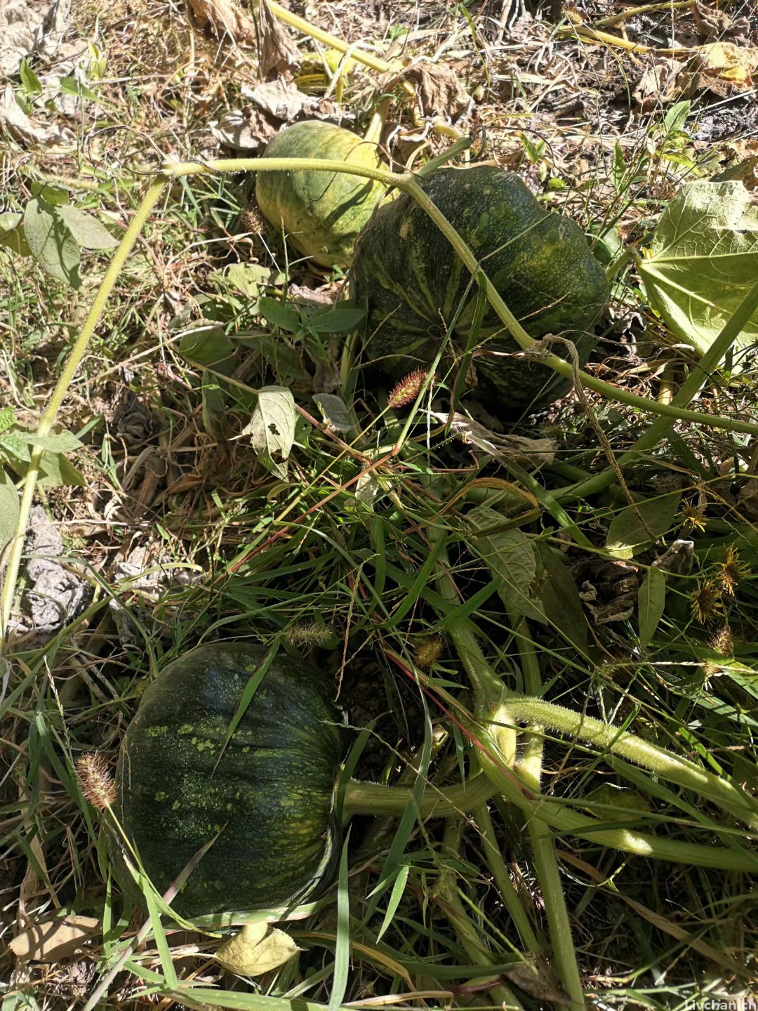 秋日，到农家小院住一住