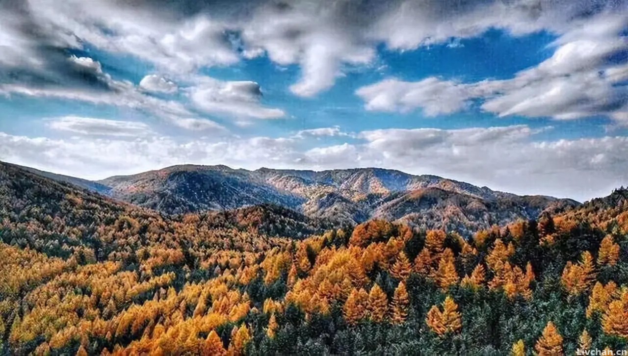 山西独有的七种秋日情调，穿梭林海之间，仿佛置身于美妙的“金色梦境”中