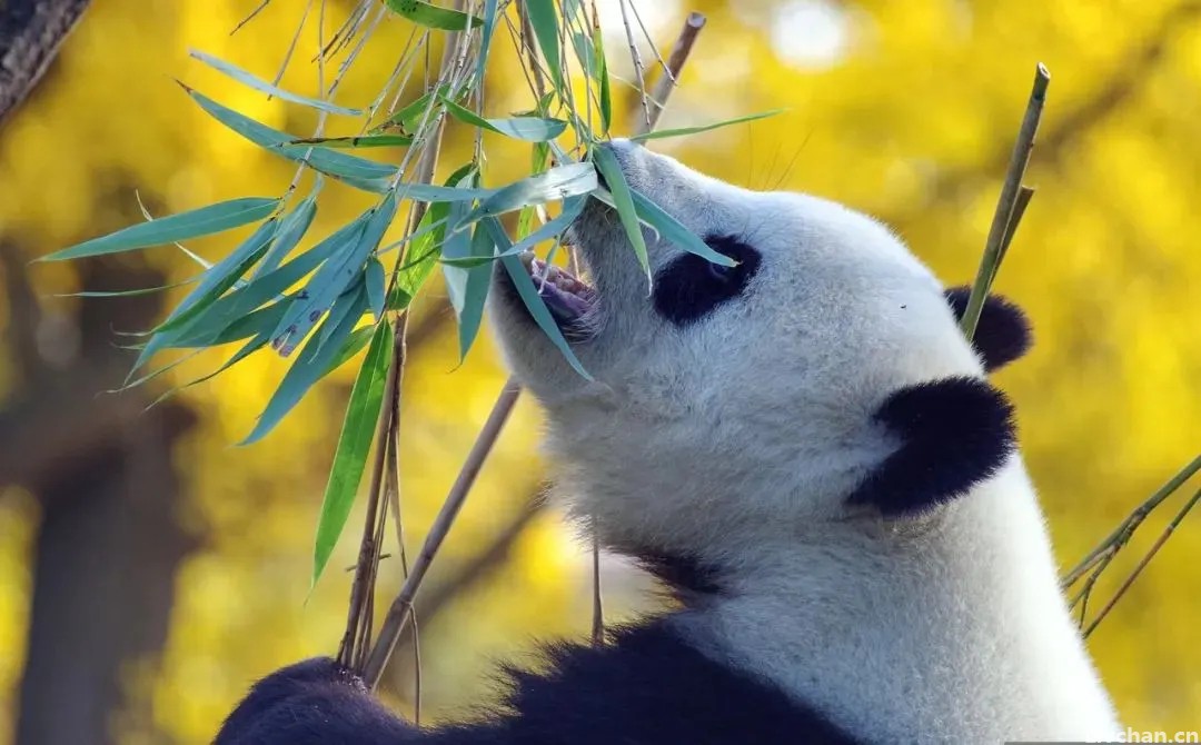 苏轼不可不读的词，人间万事，不过如此！