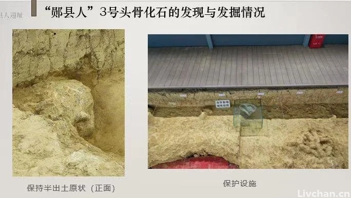 重磅！湖北发现迄今欧亚内陆同时代最完整的直立人头骨化石