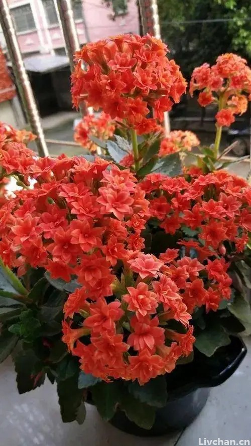 老花匠喜欢的“高档花”，价格不贵有格调，小盆挤一挤，花开满盆