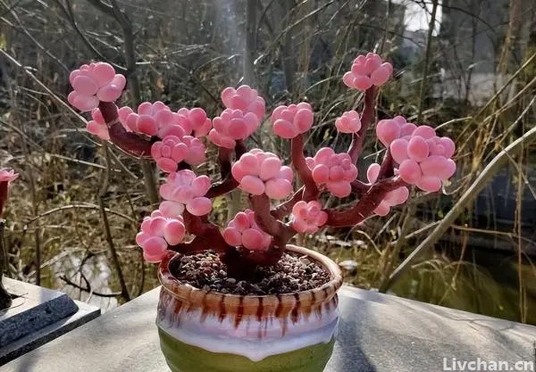老花匠喜欢的“高档花”，价格不贵有格调，小盆挤一挤，花开满盆
