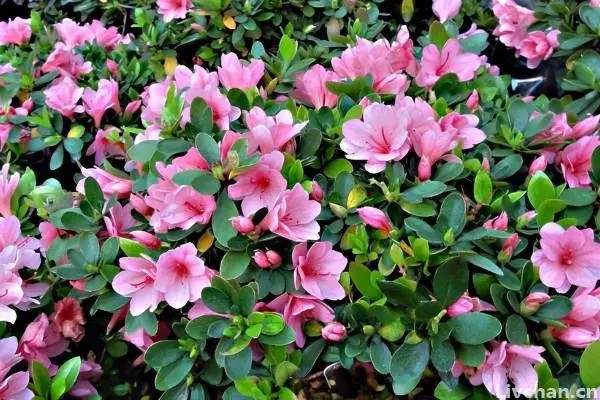 老花匠喜欢的“高档花”，价格不贵有格调，小盆挤一挤，花开满盆