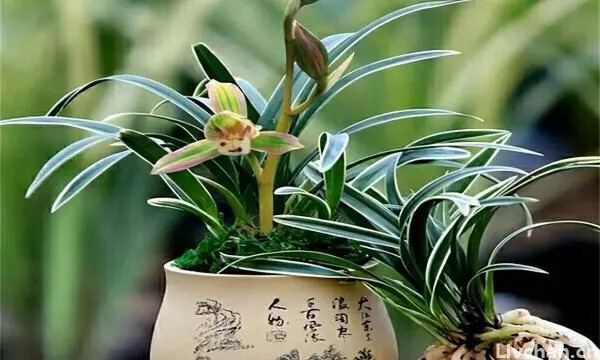老花匠喜欢的“高档花”，价格不贵有格调，小盆挤一挤，花开满盆