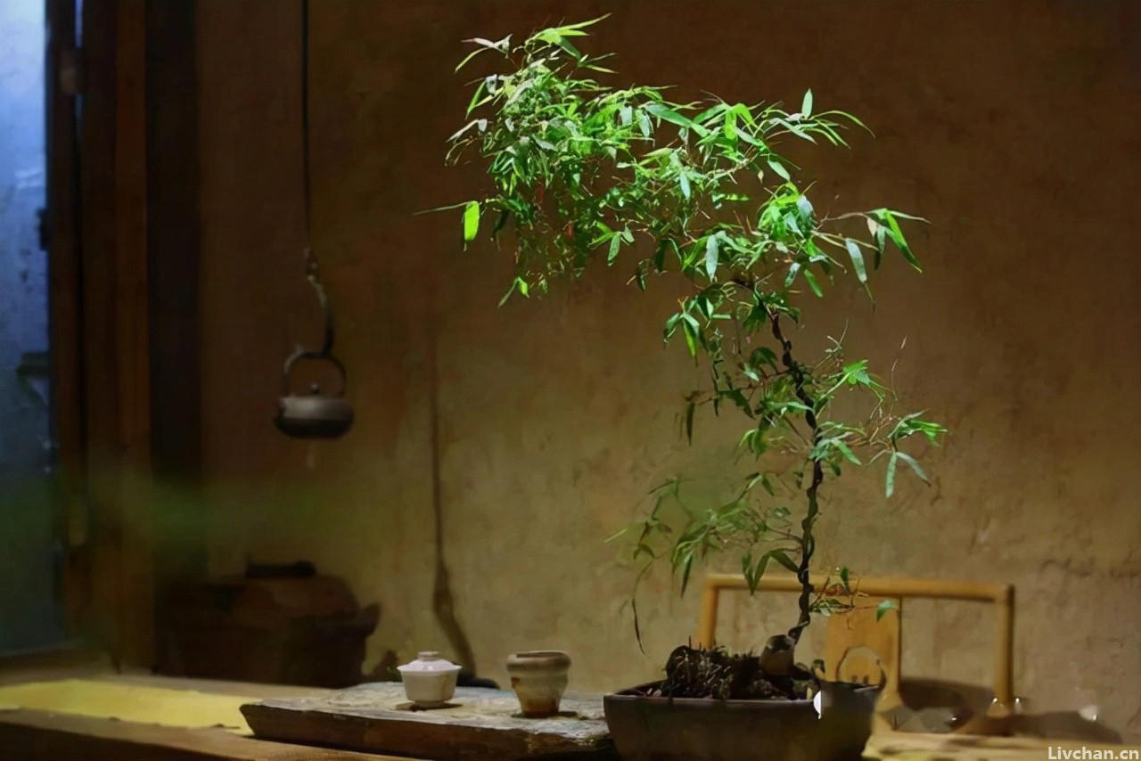 几种花不生虫，养在家里太省心了，一点药不用，还长得叶绿花红