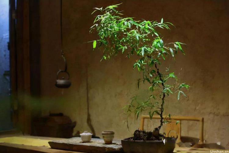 几种花不生虫，养在家里太省心了，一点药不用，还长得叶绿花红