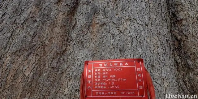 阿娟带你打卡贵州，发现千年金丝楠木，价值不可估量！