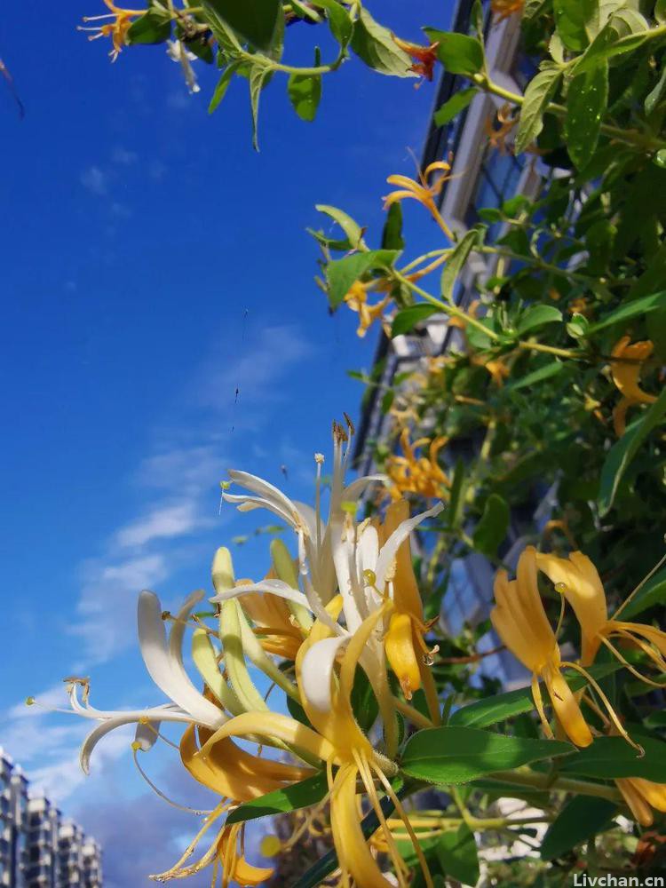 “一日不见，如隔三秋”，为何不是如隔三春、三夏、三冬？