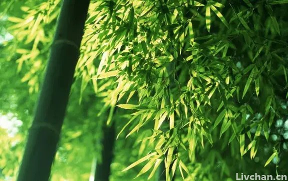 胡展奋：慈不莳花