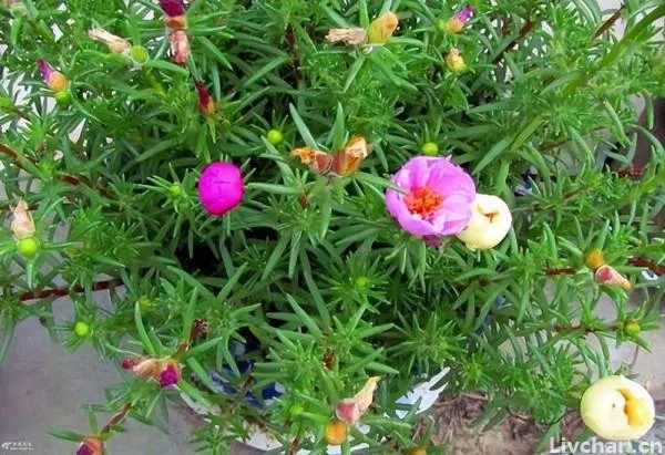 3种颜值不输牡丹的花卉，好养好看花期超长，新手也能养爆花