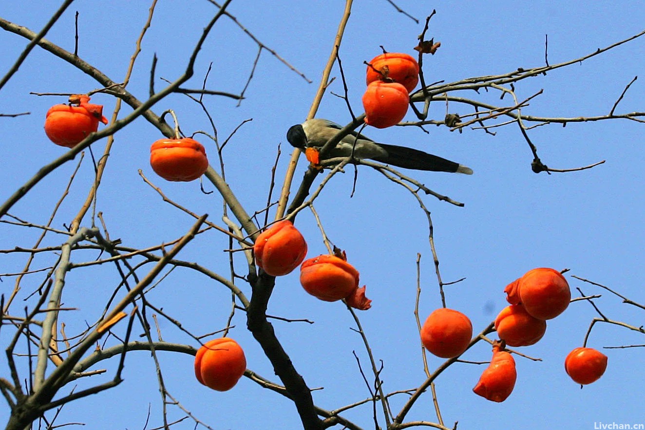 插茱萸、吃重阳糕、饮菊花酒，重阳习俗和重阳节的意义了解一下