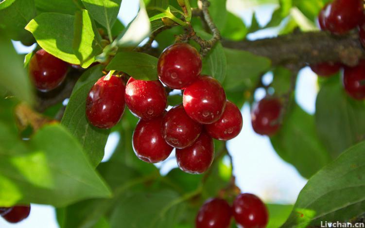 插茱萸、吃重阳糕、饮菊花酒，重阳习俗和重阳节的意义了解一下