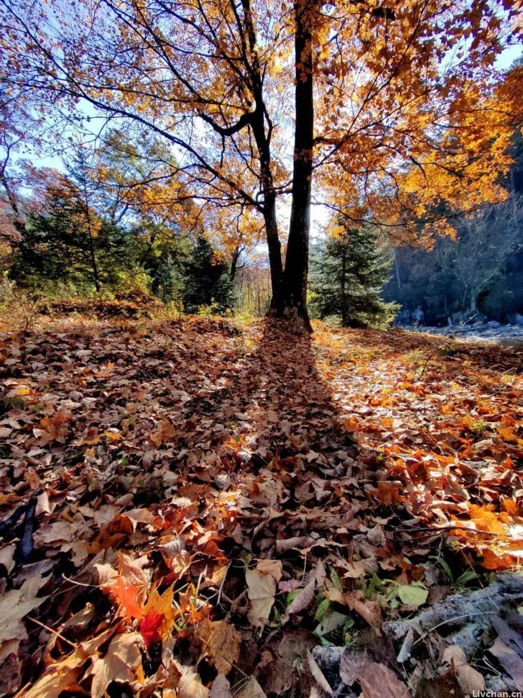 唐代最清丽的一首秋日诗, 中间10个字成写秋名句, 写作文经常引用
