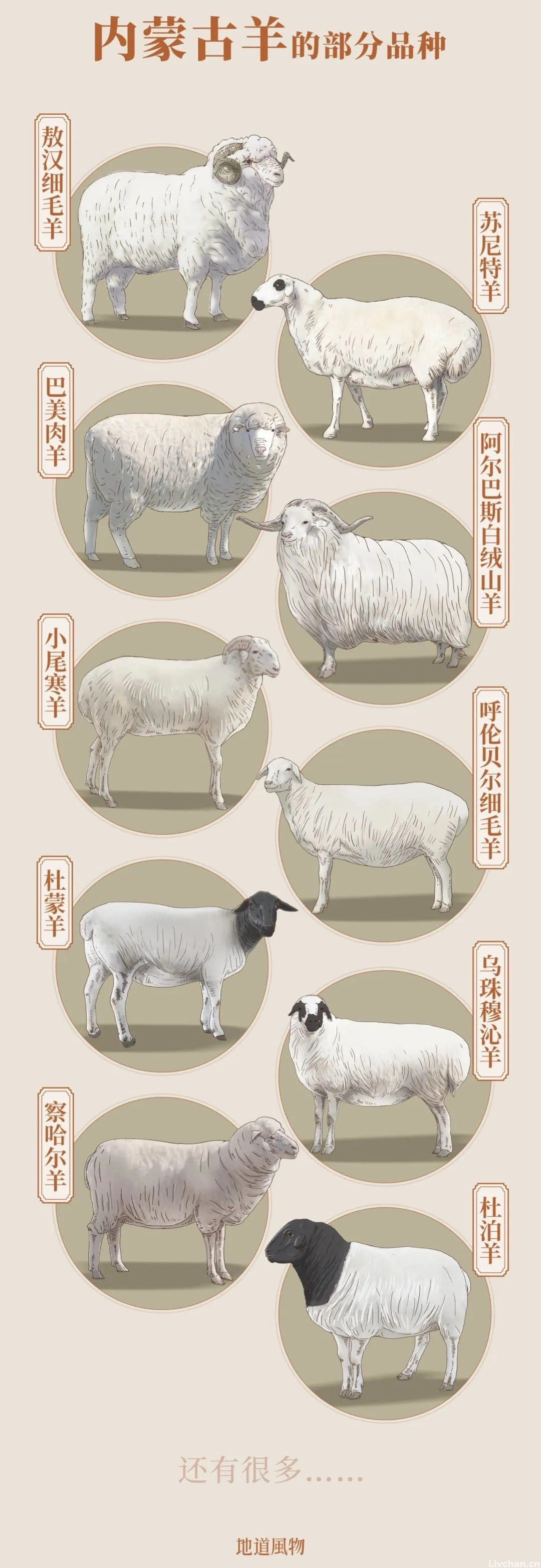 内蒙古,中国最好的羊肉在这里 内蒙古,中国最好的羊肉在这里