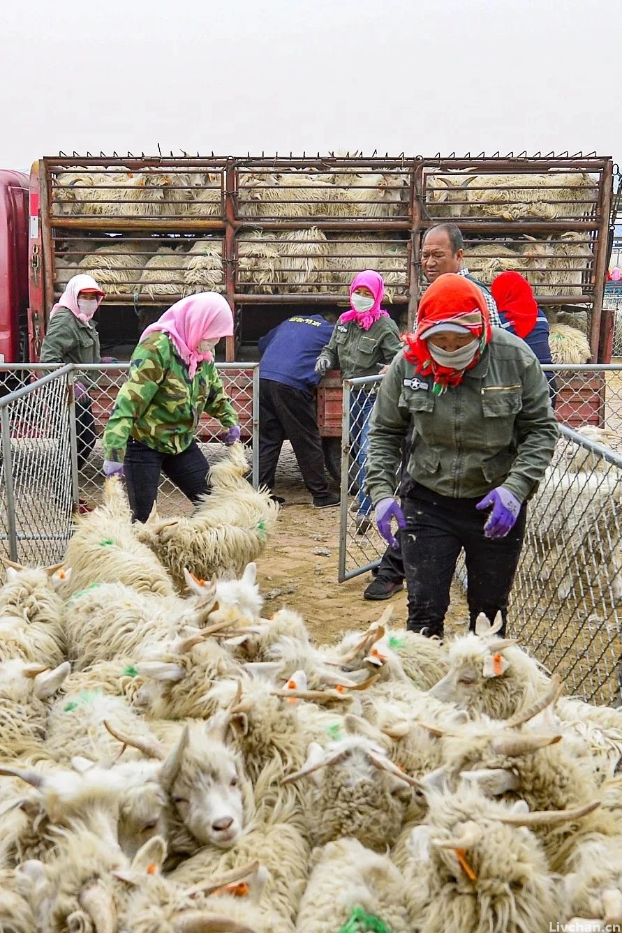 内蒙古,中国最好的羊肉在这里 内蒙古,中国最好的羊肉在这里