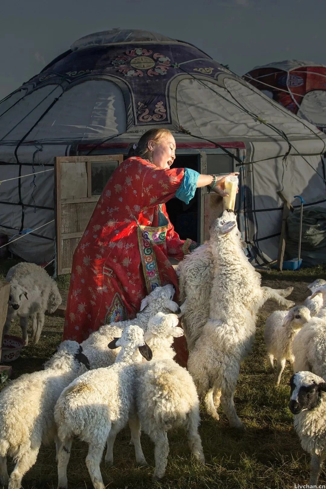 内蒙古,中国最好的羊肉在这里 内蒙古,中国最好的羊肉在这里