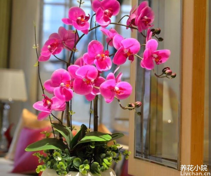 养5种花, 就怕用“黏土”, 长不旺又容易烂根