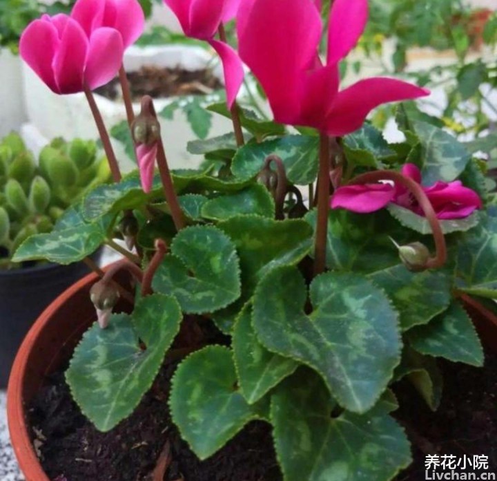 养5种花, 就怕用“黏土”, 长不旺又容易烂根