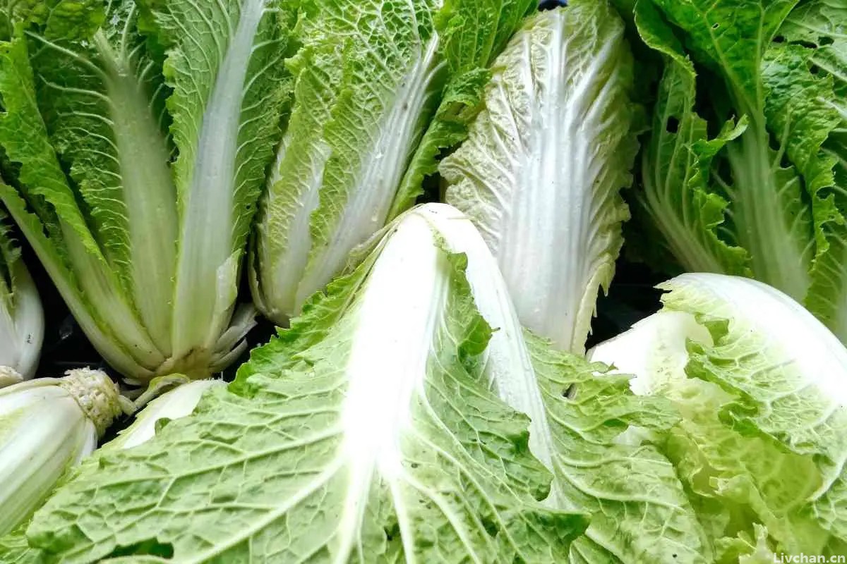 同样是白菜，“绿叶白菜”和“黄叶白菜”，究竟有啥区别？