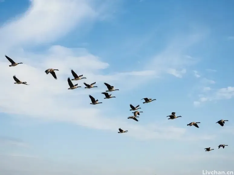 李清照“最经典”的一首词，开篇便惊艳千年，你读过吗？