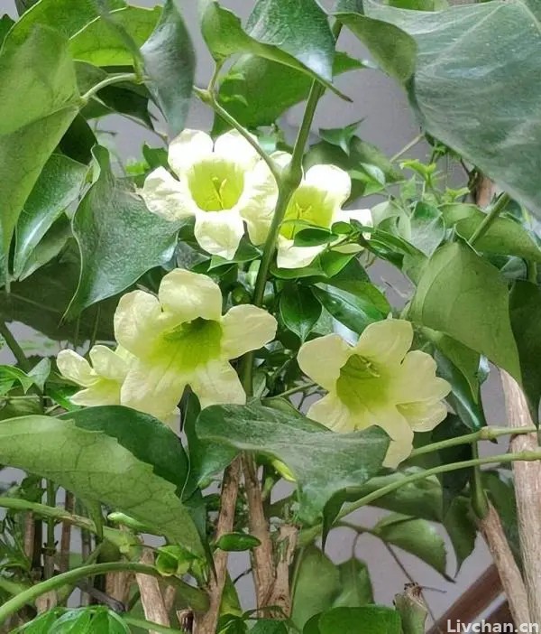 4种花开花不常见，冒出花苞寓意“好事将近”
