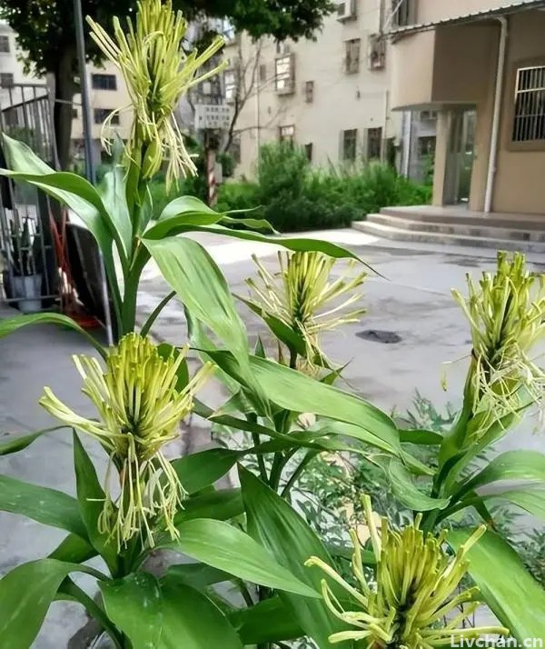 4种花开花不常见，冒出花苞寓意“好事将近”