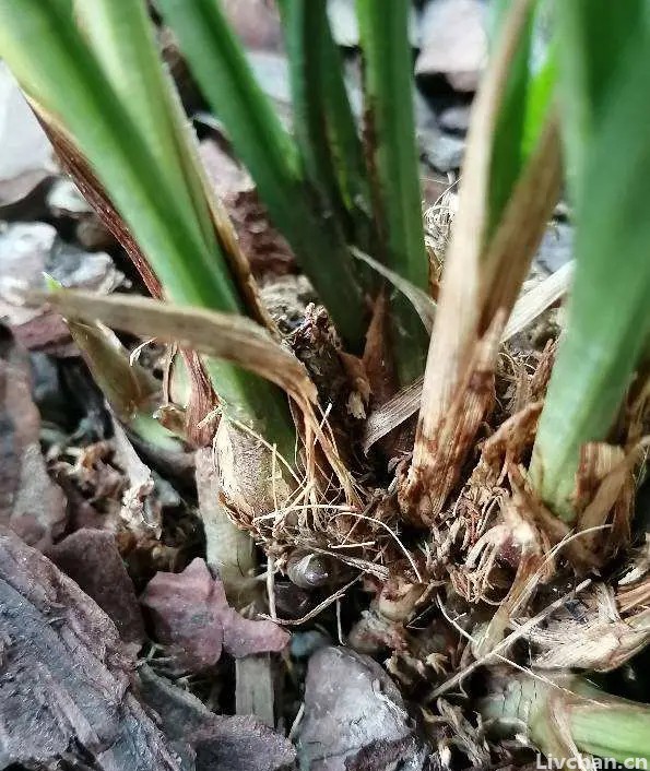 兰花老桩别丢了，水苔捂一捂，还能冒出“小笋芽”