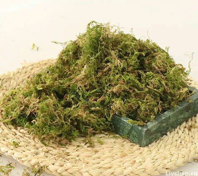 兰花老桩别丢了，水苔捂一捂，还能冒出“小笋芽”