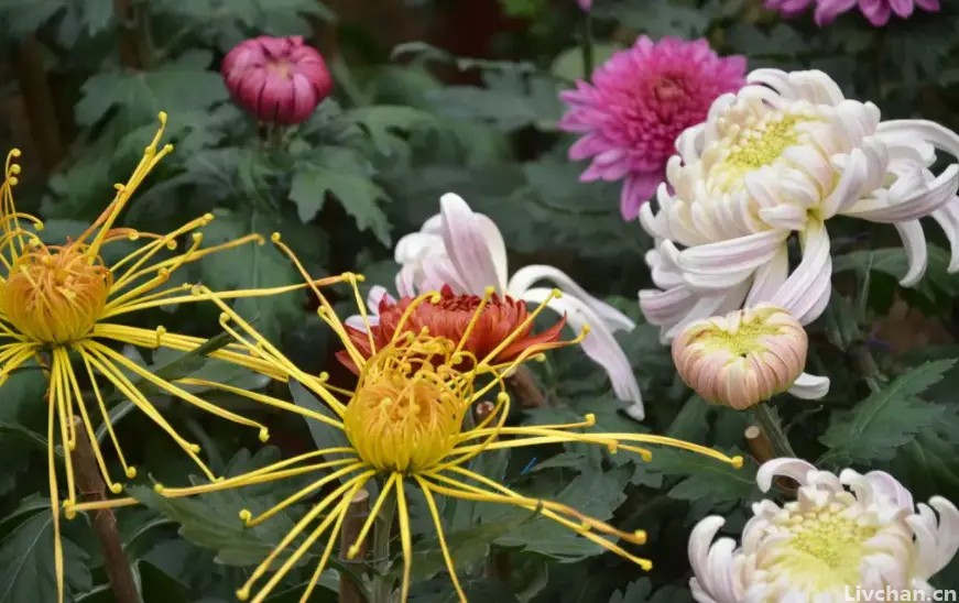 李清照的一首词，无一个“菊”字却句句写菊，读一遍就心醉