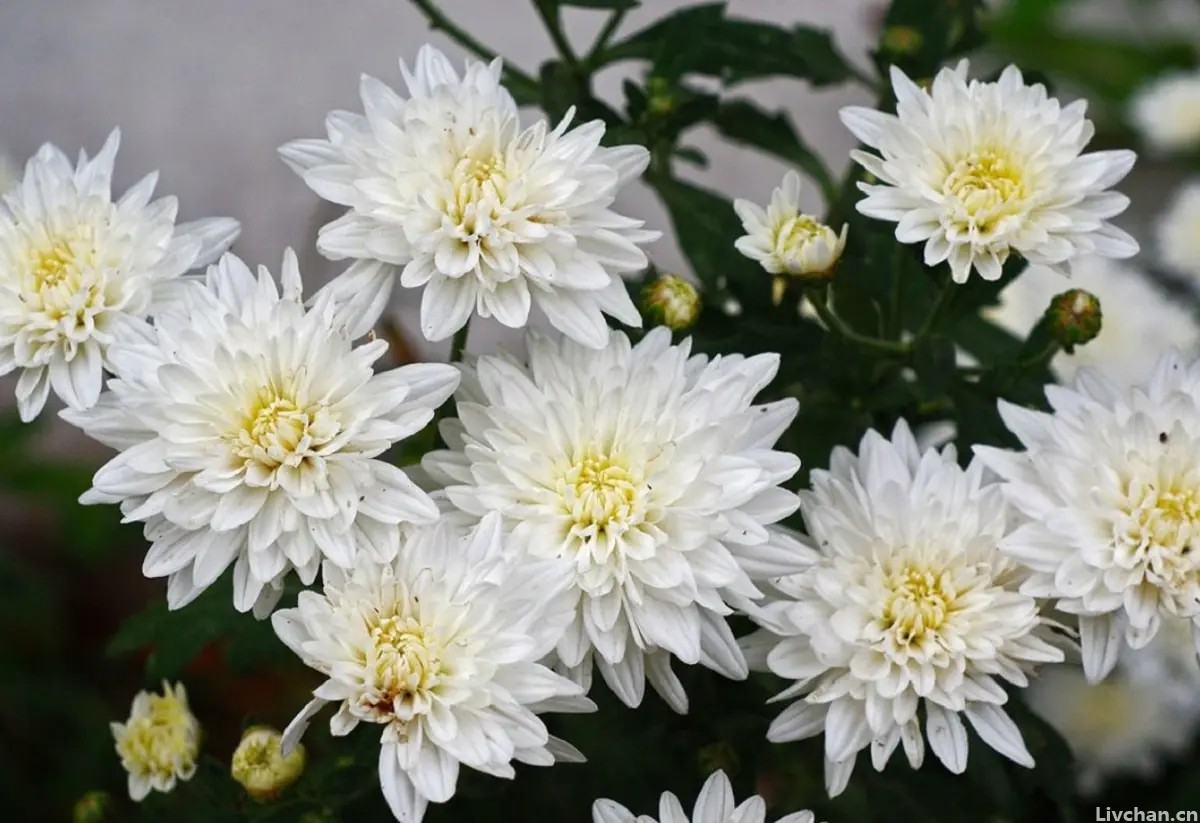 李清照的一首词，无一个“菊”字却句句写菊，读一遍就心醉