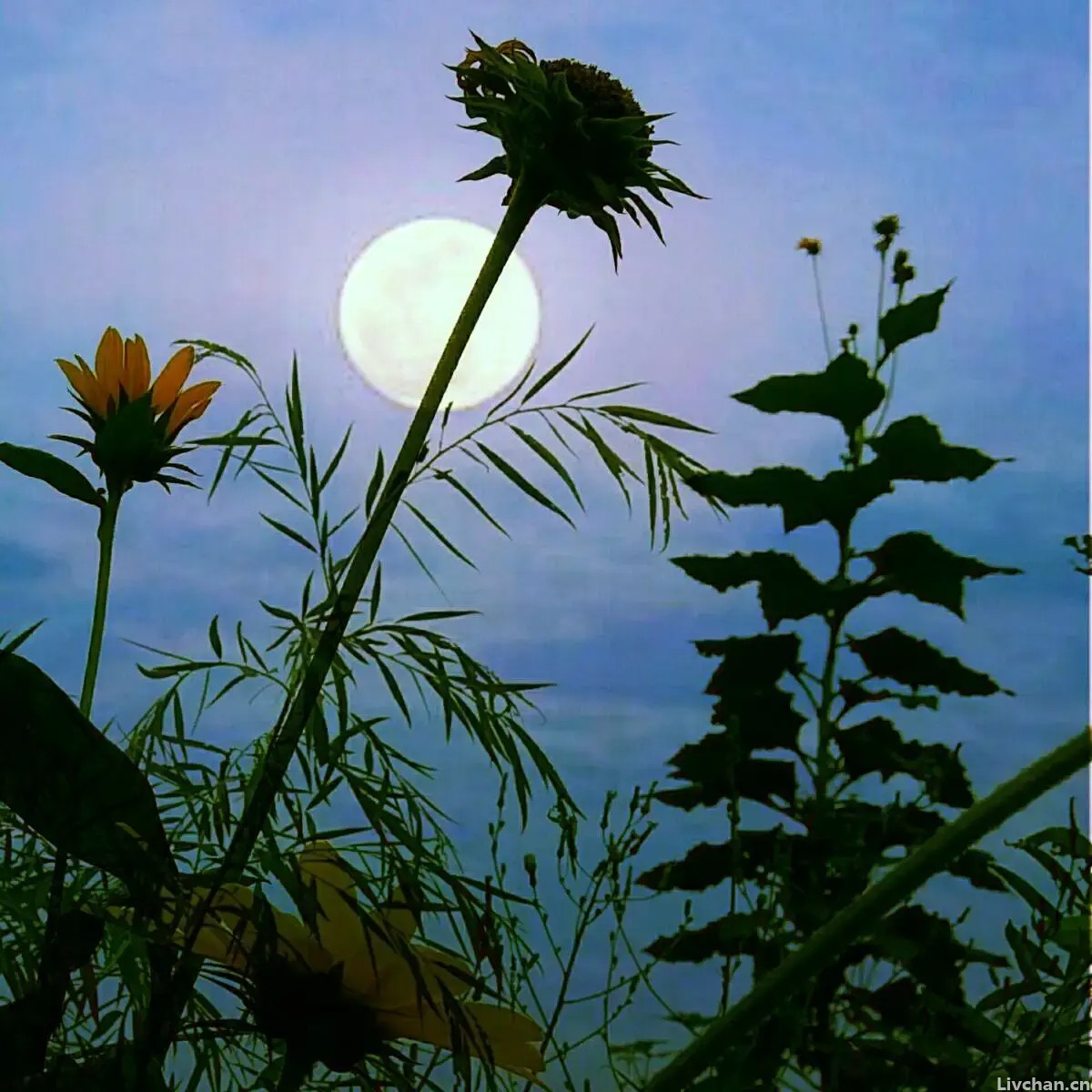 李清照的一首词，无一个“菊”字却句句写菊，读一遍就心醉