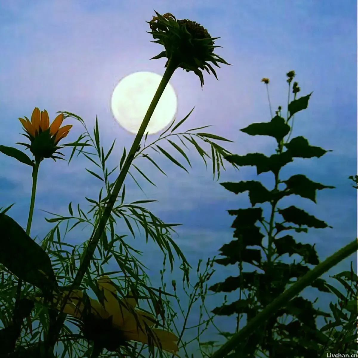 李清照的一首词，无一个“菊”字却句句写菊，读一遍就心醉