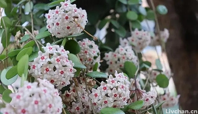 镜叶球兰-专为北阳台而生的花，耐阴好养香味浓，花叶俱美值得拥有