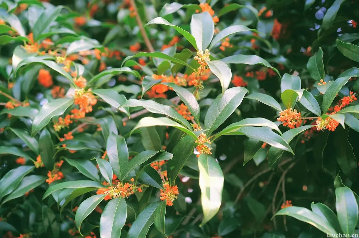 宋代的一首《桂花》，句句点出桂花的神韵