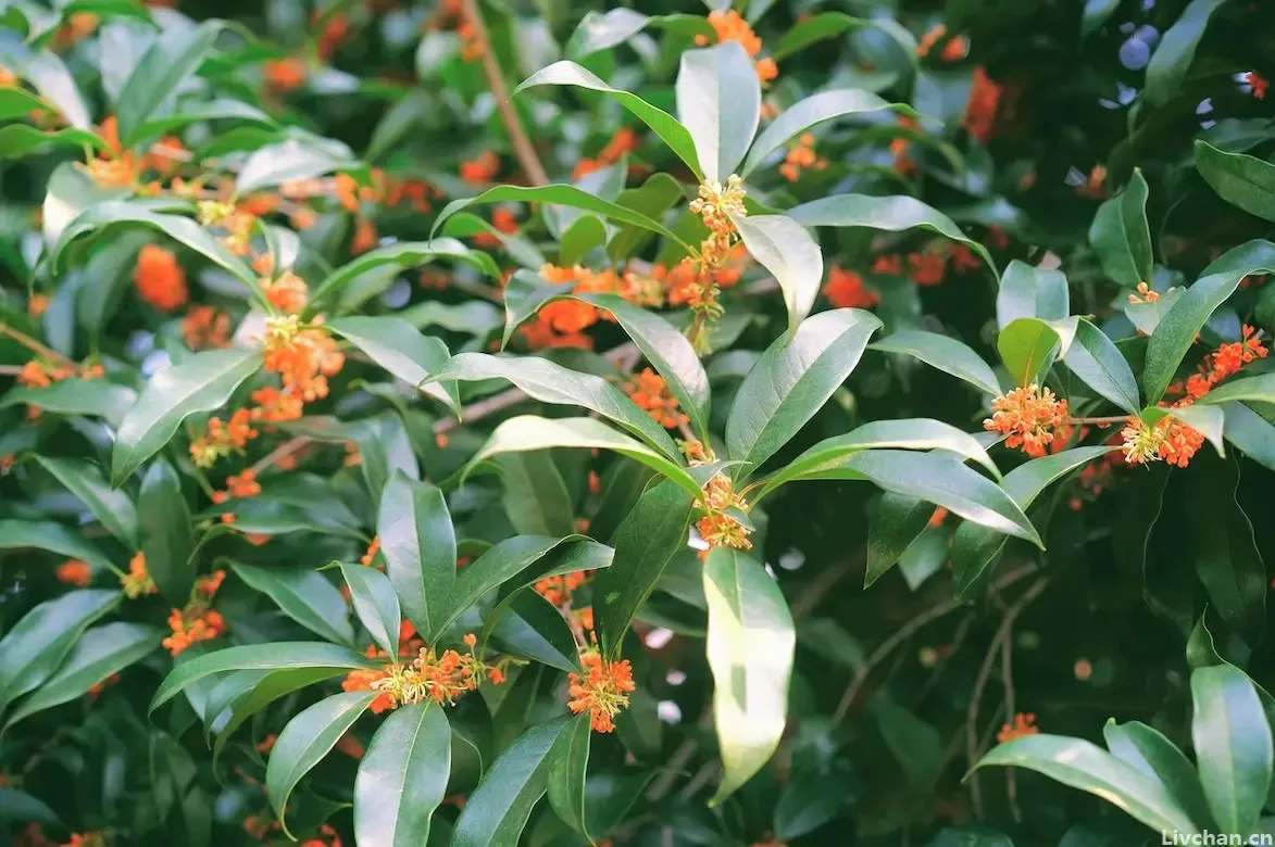 宋代的一首《桂花》，句句点出桂花的神韵