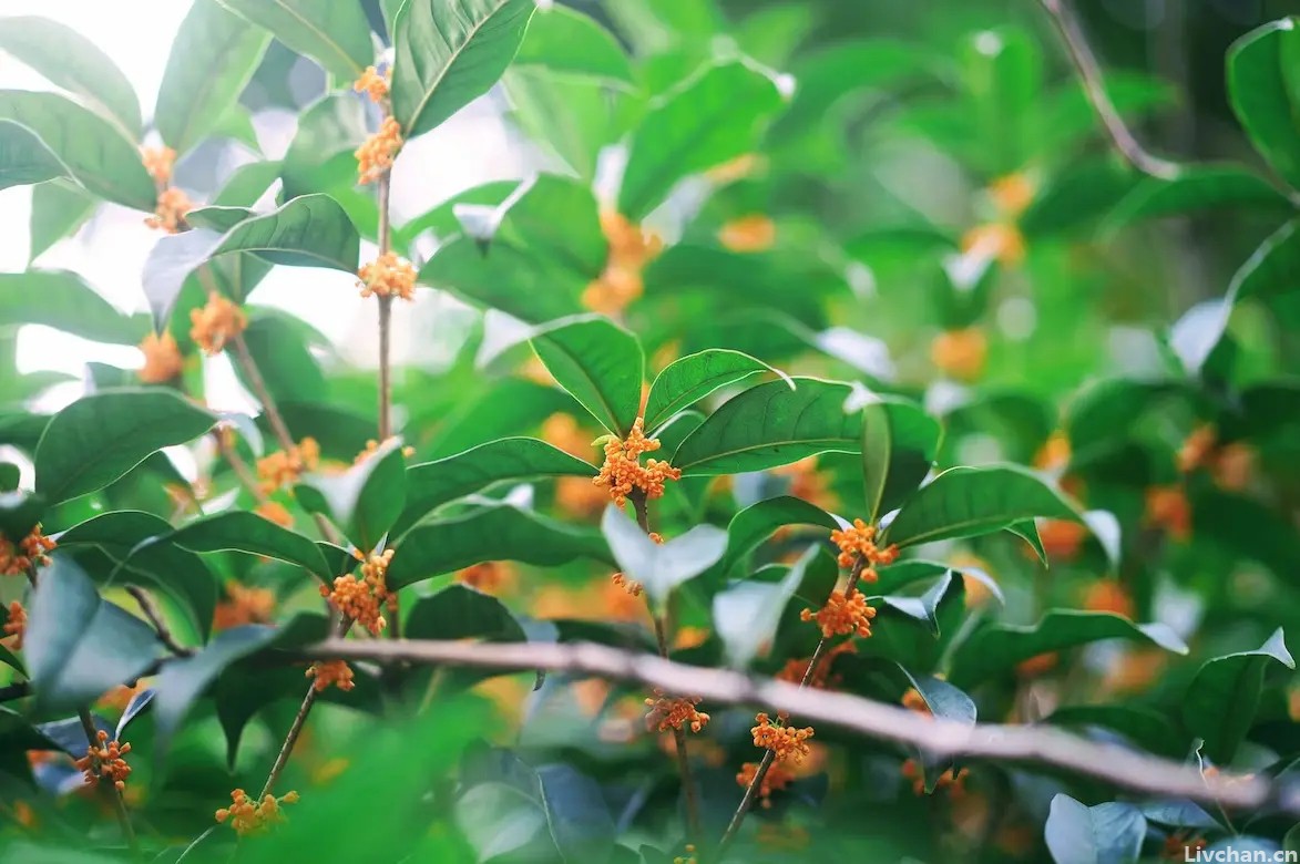 宋代的一首《桂花》，句句点出桂花的神韵