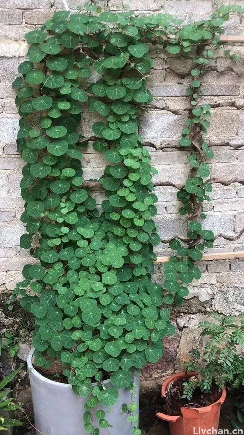 适合懒人和新手的5种花，皮实好养又耐旱，丢室外不管也能开花