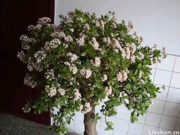 适合懒人和新手的5种花，皮实好养又耐旱，丢室外不管也能开花