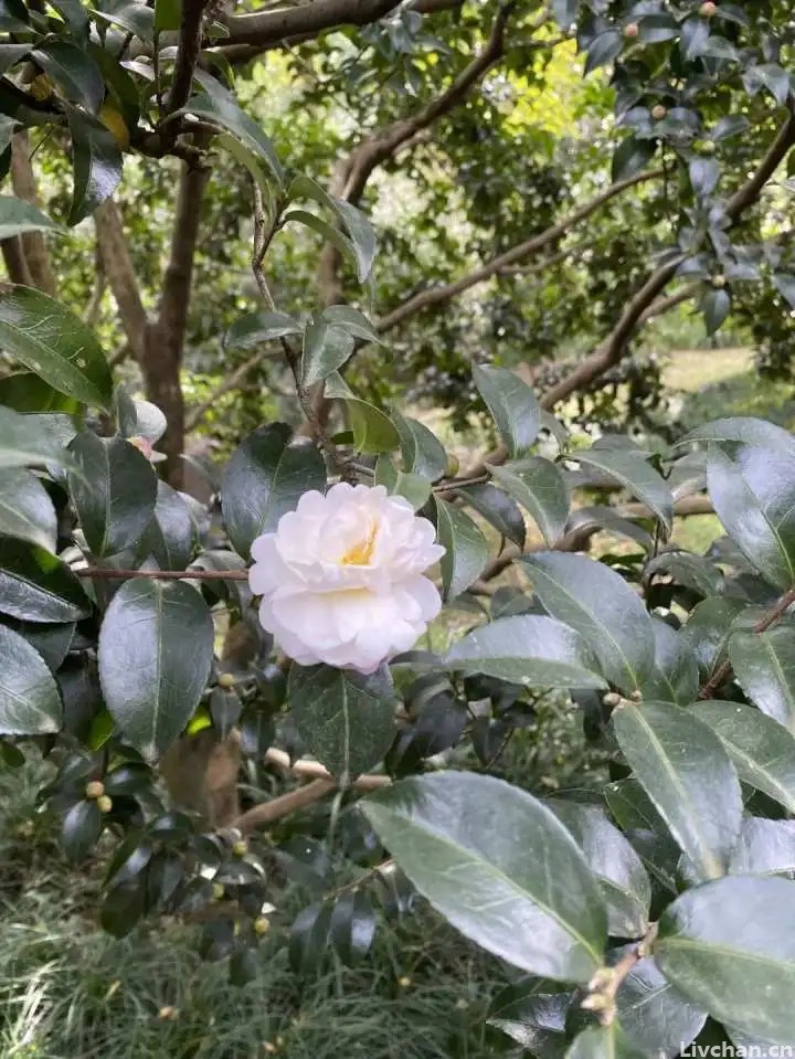 山茶花与茶梅花的区别