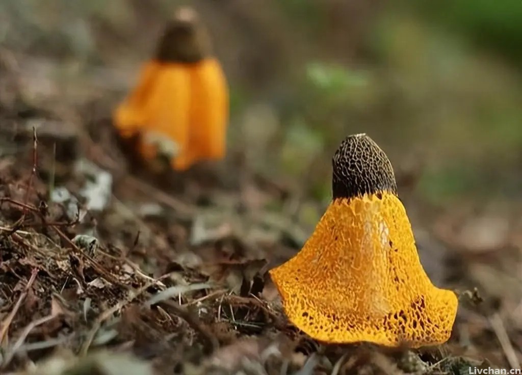 聊聊竹荪，被誉为“真菌皇后”，有一种野生黄竹荪，非常漂亮却不能吃