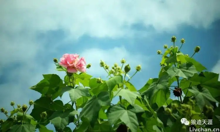 农历中国 | 十月初三 · 芙蓉拒霜