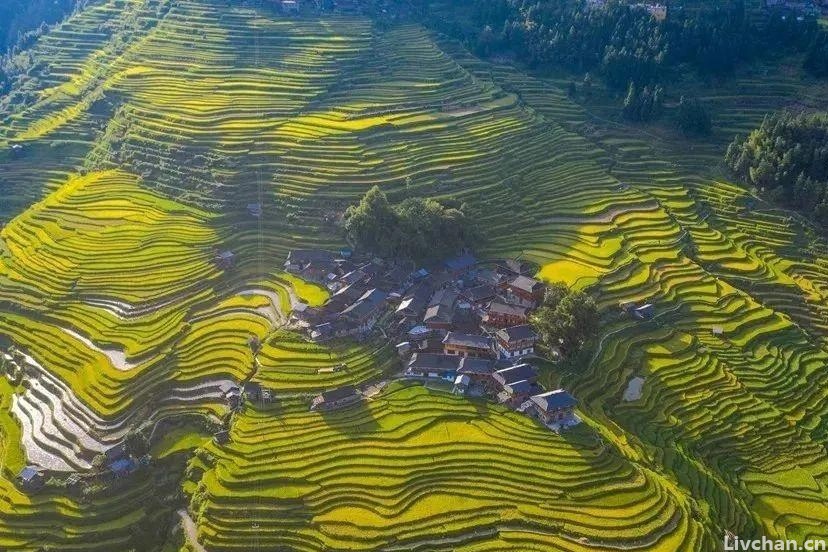 王安石的这首《北陂杏花》被严重低估了，开篇惊艳，结尾耐人寻味